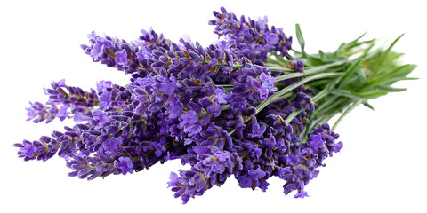 Close-up bouquet of vibrant purple lavender
