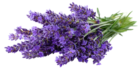 Close-up bouquet of vibrant purple lavender