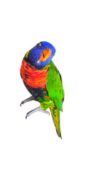 Rainbow Parakeet (Psittacara holochlorus var.) Isolated on White Background with Copy Text Space. Exotic Colorful Bird Element for Wildlife Posters, Pet Themes, and Nature-Inspired Designs. PNG File