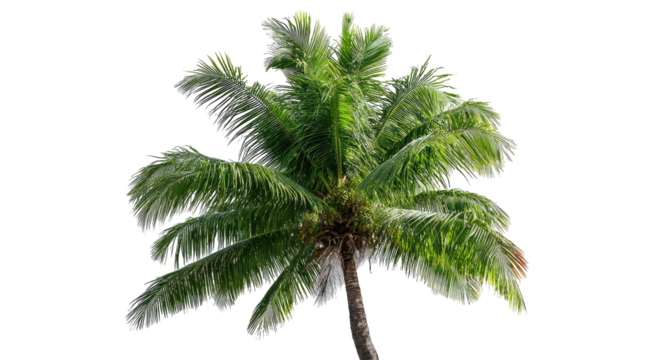 Tropical palm tree against black background