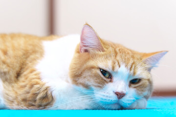 Relaxed Ginger and White Cat Sleeping