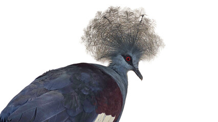 Victoria Crowned Pigeon (Goura victoria) Isolated on a White Background with Copy Text Space. Exotic Victoria Crowned Pigeon for Bird Posters, Ornithology Study, and Nature-Inspired Designs. PNG File 