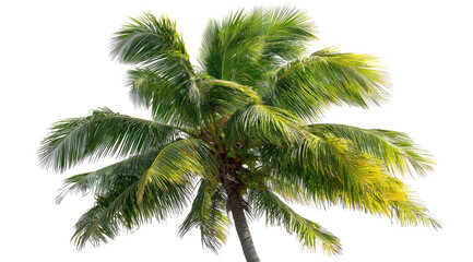 Vibrant tropical palm tree