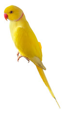 Yellow Rose-Ringed Parakeet (Psittacula krameri) Isolated on a White Background with Copy Text Space. Exotic Yellow Rose-Ringed Parakeet for Bird Posters, Ornithology Study, and Nature-Inspired Design