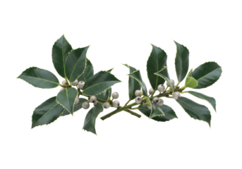 Two ancient-looking holly sprigs with matte teal leaves and grey-white berries, intertwined, isolated on a clean transparent background with copy space, quiet reverence and ancient mysticism