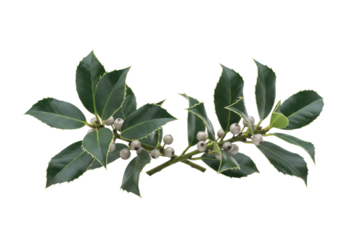 Two ancient-looking holly sprigs with matte teal leaves and grey-white berries, intertwined, isolated on a clean transparent background with copy space, quiet reverence and ancient mysticism
