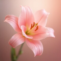 close up of pink lily