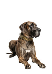 Obraz premium A colossal, majestic Great Dane with a brindle coat and ornate brass collar, reclining gracefully against a transparent studio background with copy space, serene watchfulness concept