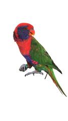 Rainbow Lorikeet (Trichoglossus moluccanus) Isolated on White Background with Copy Text Space. Vibrant Exotic Bird Element for Wildlife Posters, Tropical Themes, and Nature-Inspired Designs. PNG File