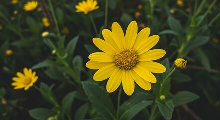 Yellow flower field