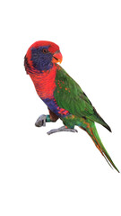Rainbow Lorikeet (Trichoglossus moluccanus) Isolated on White Background with Copy Text Space. Vibrant Exotic Bird Element for Wildlife Posters, Tropical Themes, and Nature-Inspired Designs. PNG File