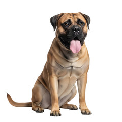Obraz premium A large fawn colored bullmastiff dog with a black mask sitting and panting with its tongue out isolated on transparent background