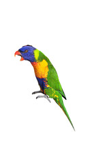 Rainbow Lorikeet (Trichoglossus moluccanus) Isolated on White Background with Copy Text Space. Vibrant Exotic Bird Element for Wildlife Posters, Tropical Themes, and Nature-Inspired Designs. PNG File