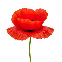 Vibrant red poppy flower with delicate petals isolated on transparent background