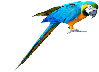 Blue and Yellow Macaw (Ara ararauna) Isolated on a White Background with Copy Text Space. Exotic Parrot Element for Wildlife Posters, Ornithology Themes, and Nature-Inspired Designs. PNG File