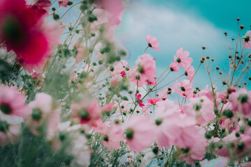 pink cosmos flowers