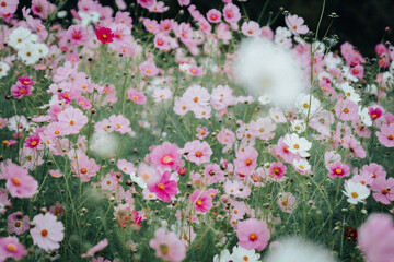 pink and white flowers