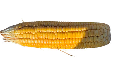 Yellow Corn Isolated on a White Background with Copy Text Space. Agricultural Crop Element for Farming Posters, Food Themes, and Nature-Inspired Designs. PNG File
