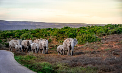 Obraz premium Group of Elephants walking up a bushy Hill in dimming Sunlight