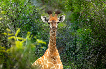 A Baby Giraffe looking right into the camera, surrounded by Bushes