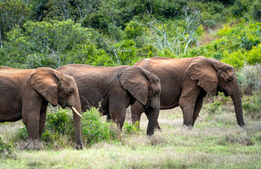 Fototapeta premium Three grown Elephants roaming Bushy Landscape in Addo National Park