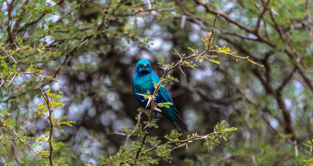 A blue Splendid Glossy Starling sitting in a Tree in Kruger National Park