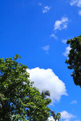 Lush green tropical trees framing a vibrant blue sky with soft white clouds. Ideal for eco, travel, nature, or summer concepts in ads, websites, and print.