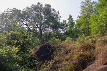 Scenic rocky hillside covered with trees, green foliage, and sunlit dry grass, illustrating the...