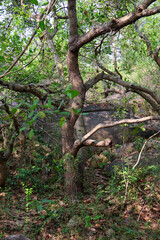 A tree in a forested or wild area, likely within a dry deciduous forest region based on the appearance of the foliage and surrounding environment. The tree has a distinct trunk and branches.