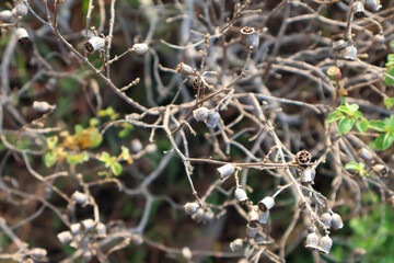 Close-up of dried seed pods and woody branches of Lepechinia calycina (pitchersage woodbalm), highlighting unique natural structure and texture in wild habitat