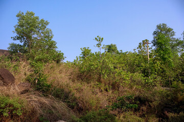 Sunny hillside landscape with patches of dry grass and scattered green trees under a clear blue sky, capturing the contrast of arid and vibrant plant life in a natural environment