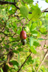 Cashew fruit and nut hanging from a leafy tree branch, showing the vibrant colors and natural growth of Anacardium occidentale in a tropical environment