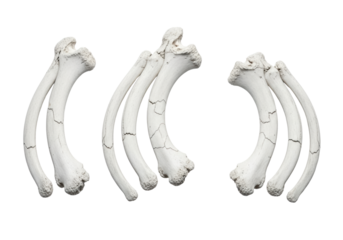 Three distinct bleached white ancient bone ribs, dessicated with subtle fossilization, meticulously displayed on a seamless transparent background in a brightly lit studio, concept of scientific
