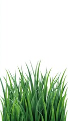 Fototapeta premium Lush Green Grass: Close-up image of vibrant, healthy green grass, each blade reaching toward the sky, showcasing the simple beauty and freshness of nature.