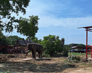 Ayutthaya Wangchgag, Ayutthaya Elephant Camp.Ayutthaya, Thailand.