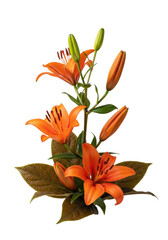 Fiery orange exotic lily flowers with waxy petals & variegated green/bronze leaves dynamically reaching upwards on a transparent studio background with copy space, concept of natural beauty and