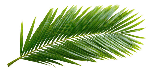 Obraz premium Palm frond close-up