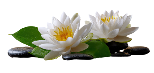 Two white water lilies on dark stones