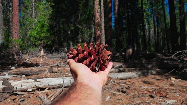 Hand Holding a Large Pinecone in a Sunny Sierra Nevada Conifer Forest