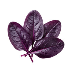 Macro shot of glossy, deep purple spinach leaves with delicate veins, artfully arranged on a transparent background, soft high-key studio lighting, concept of natural perfection and gourmet food