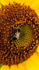 Close-up of bee in sunflower