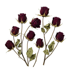 Sparse cluster of withered, deep crimson-black dried rosebuds with brittle stems and faded leaves, artfully arranged on a transparent background with copy space, high-key lighting, concept of memento