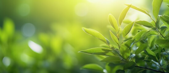 high-resolution, stunning, lush, vibrant, macro, close-up, shallow depth of field, soft, dreamy, natural, verdant, foliage, leaves, botanicals, nature, natural lighting, ethereal, serene, calming
