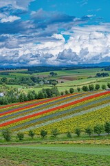 Fototapeta premium 北海道 色彩の丘