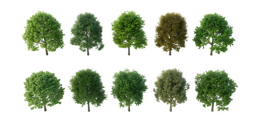Collection of ten evergreen trees isolated on transparent background