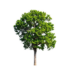Naklejka premium Lush green tree against black