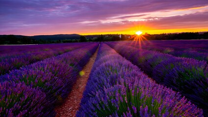 Fototapeta premium Lavender field at sunset is a beautiful and peaceful scene to see in the evening