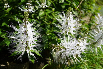 クミスクチン　猫のひげ　植物