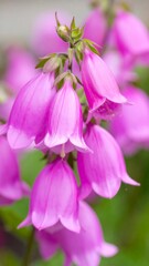 Close-up of clustered pink bell flowers
