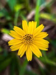 Macro photo of the yellow flower of Sphagneticola trilobata, also known as Singapore daisy, creeping oxyai, or wedelia.